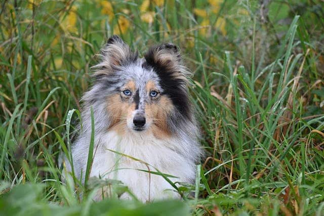         Description: Shetland sheepdog with seasonal dog allergies in tall grass.