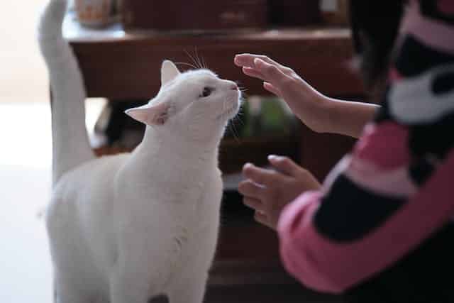 A white cat, intrigued by the scent of pheromones for cats lingering in the air, approaches a person's hand with curiosity.