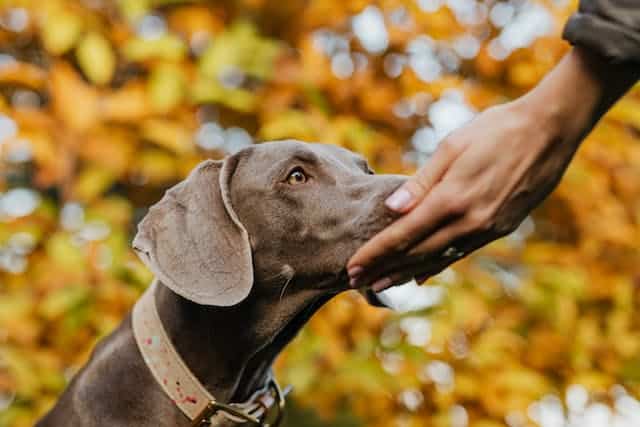 A gray dog with a collar stands outside, with a person's hand gently touching its muzzle. In the background of blurred autumn leaves, one might wonder, do pheromone sprays work for calming pets like their feline counterparts?.