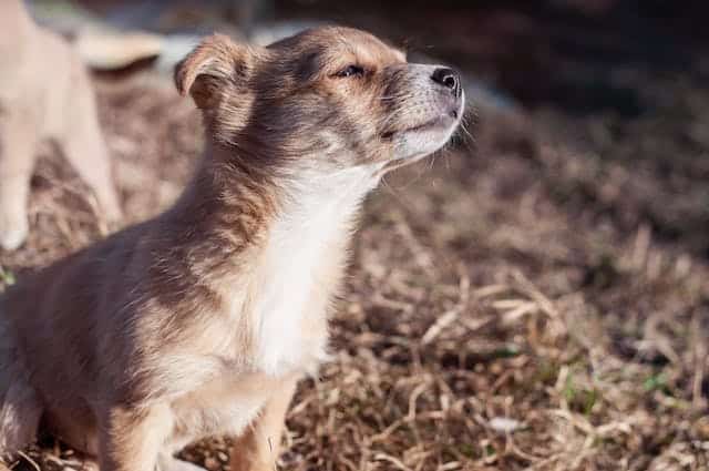 A small brown puppy sits outdoors on dry grass, basking in the sunlight with its eyes closed, like the headline of the top articles declaring happiness found in simple moments.