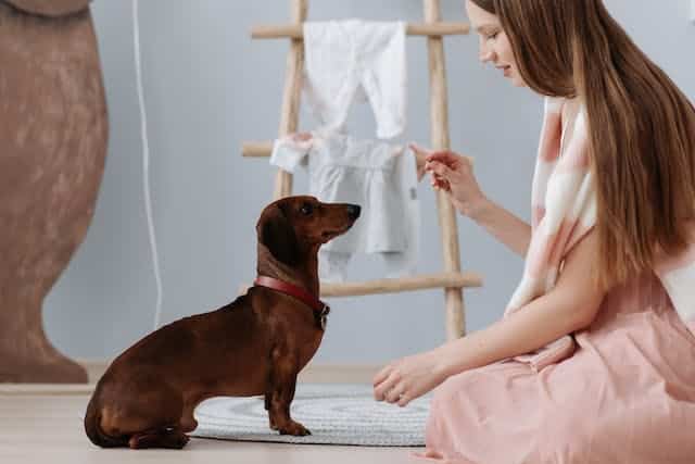 A woman, possibly a vet behaviourist, is affectionately petting a dachshund dog in a room.