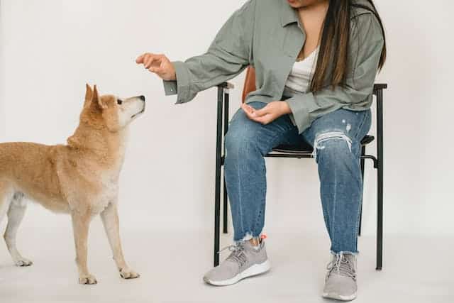 A woman sitting on a chair with her pet next to her.