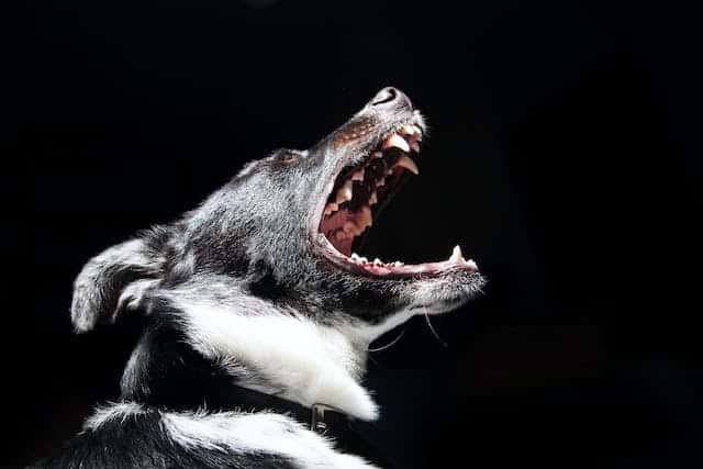 A black and white dog undergoing behavior modification training with a vet behaviorist.
