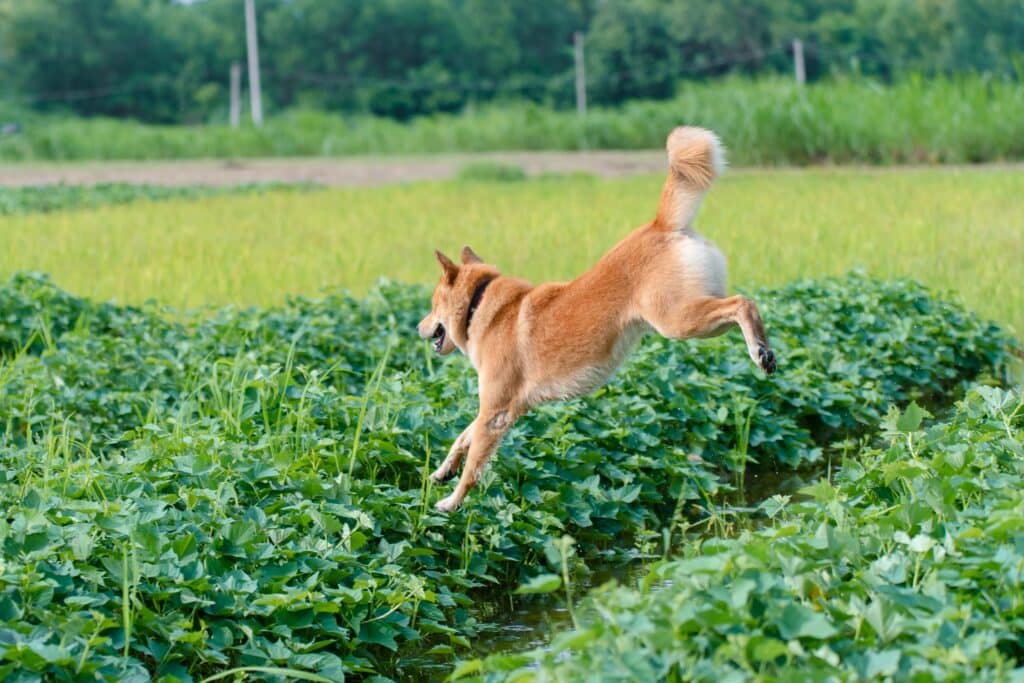 A dog allergic to seasonal dog allergies jumping over a field of greens.