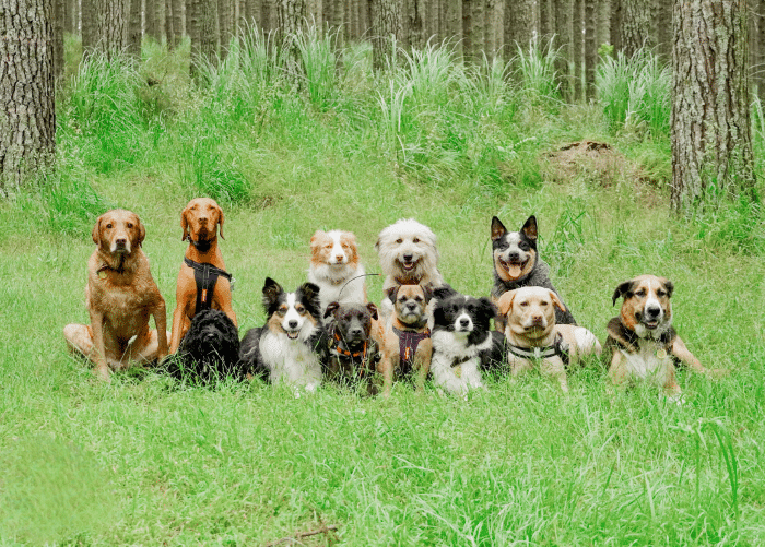 A pack of CityPets adventure dogs walking in a grassy area, engaged in dog socialization.