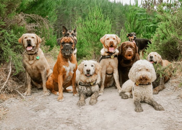 A pack of dogs enjoying socialization on a dirt path.