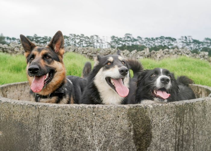 Three canine companions explore a dried out water reserve while adventure dog walking with CityPets.