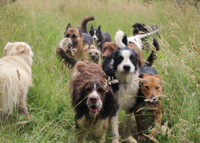 A pack of dogs walking through tall grass under the supervision of CityPets dog handlers for adventure dog walking