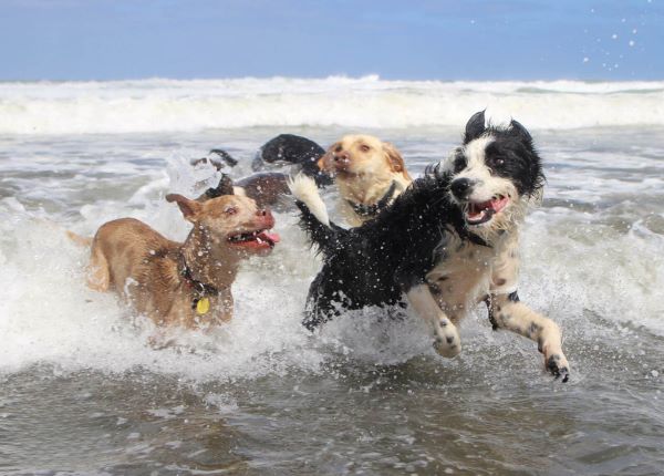 A dog pack having an adventure in the ocean with CityPets adventure dog walking.