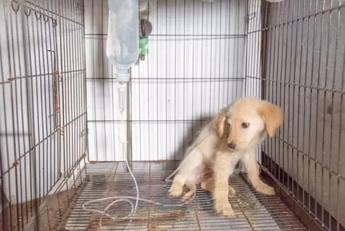 A golden retriever puppy is sitting in a cage, safe from the recent parvo outbreak.