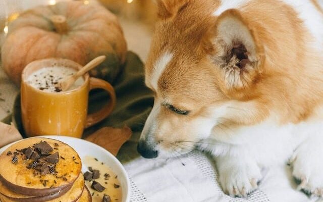 Corgi looks at chocolate (which is actually toxic for dogs). A chocolate toxicity calculator can help you work out how much is dangerous.