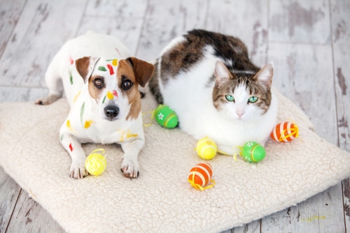 A dog and cat lying on a rug next to colorful easter eggs.