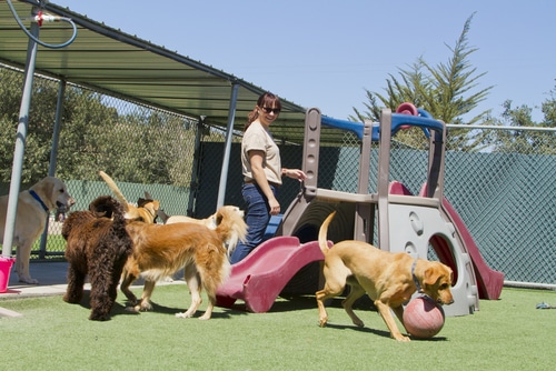 A dog joyfully playing with a ball in a kennel.