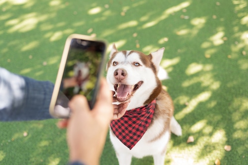 A person capturing an adorable photo of a dog donning a stylish bandana, appealing to followers who are fans of furry pet influencers.