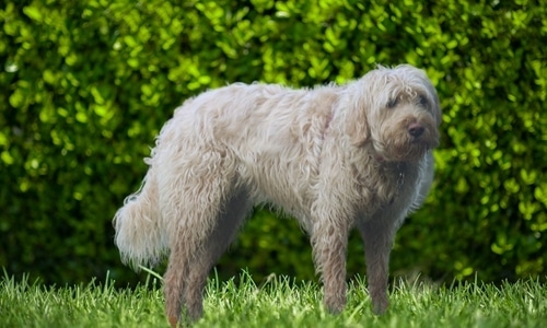A white Otterhound dog of a rare breed standing in the grass near bushes.
