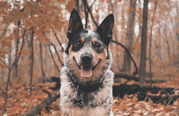 A happy dog with a collar sits amidst the autumn leaves in the forest, looking like it just stepped out of one of those top articles on scenic outdoor adventures.