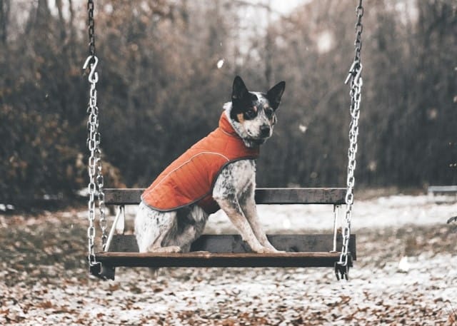 An Australian Cattle Dog sitting on a swing in the park.