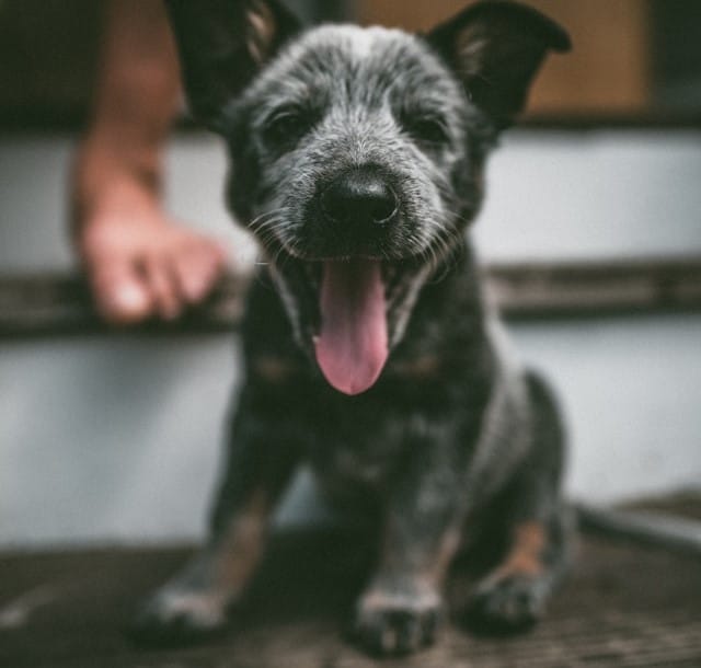 An Blue Heeler puppy sits on a step with its tongue out.