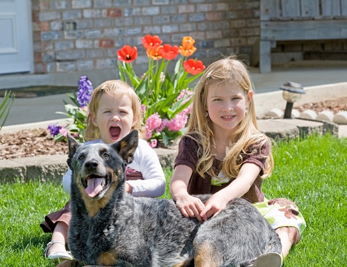 Two girls sitting on the grass with their blue heeler.