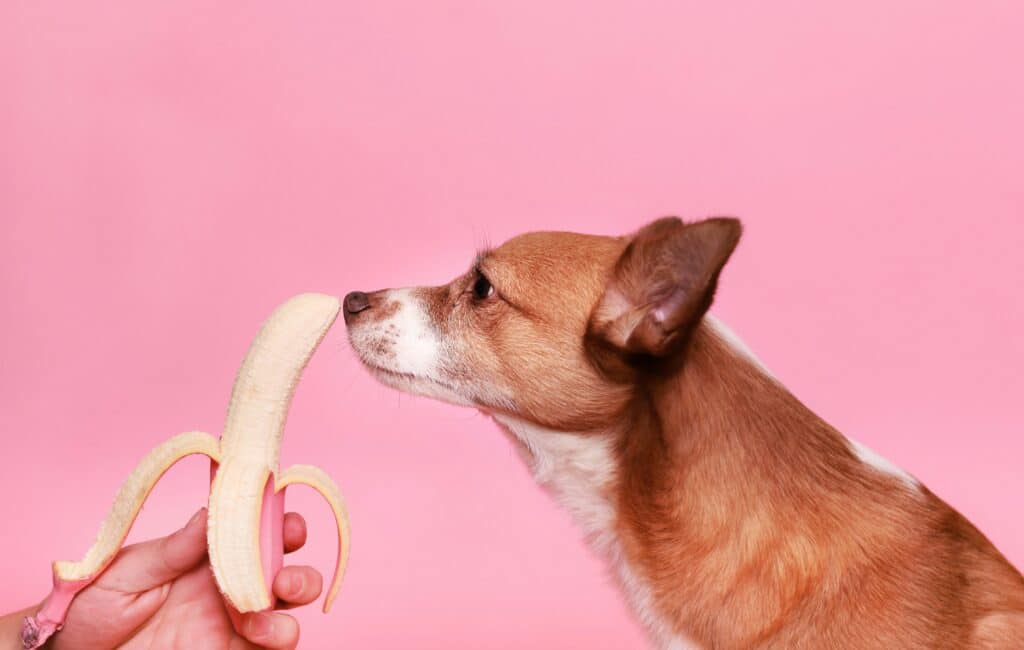 A dog gets ready to munch on a banana.