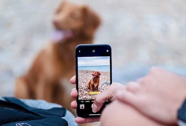 A person capturing a snapshot of a celebrity pet on their phone.