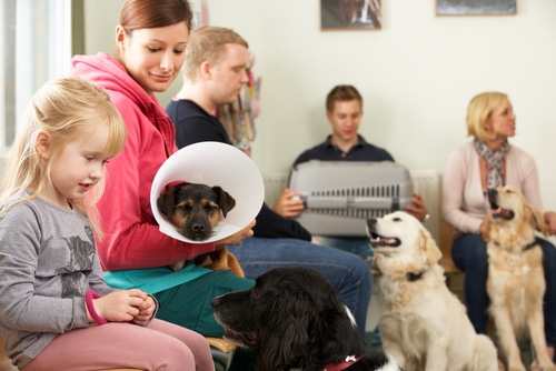 A dog wearing a cone on its head sits in a vet clinic with its family who are relieved they didn't cancel their pet insurance in light of the New Zealand recession. 