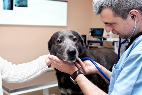 A dog is being examined by a veterinarian for a routine check-up.