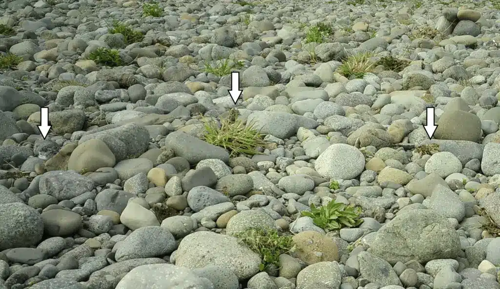 A group of rocks and plants with arrows pointing to them, perfect for responsible dog owners.