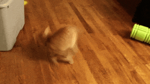 Observing a cat walking on a wooden floor can provide insight into understanding cat behavior.