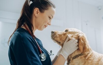 On World Vet Day, a female veterinarian in NZ is carefully examining a dog's head.