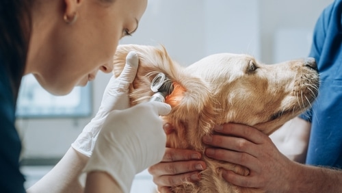 On World Vet Day, a veterinarian in NZ is carefully examining a dog's ear.