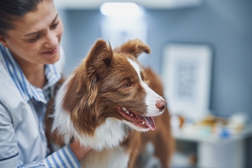 a veterinarian is petting a Border Collie outpatient
