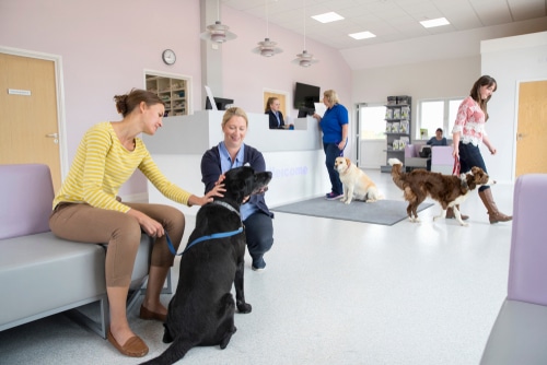 On World Vet Day, a gathering of people and dogs takes place at a veterinary clinic in NZ.