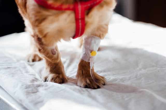 On World Vet Day, a dog with a bandage on its leg stands proudly on a bed, receiving the best care from veterinarians in New Zealand.
