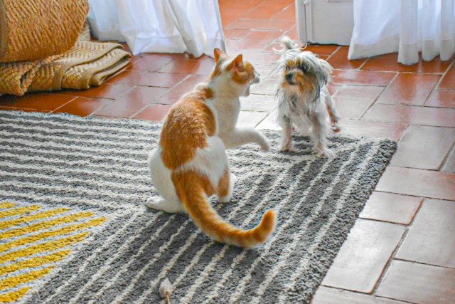 A cat and dog playing on a rug, playing and fighting as the cat threatens to claw the dog