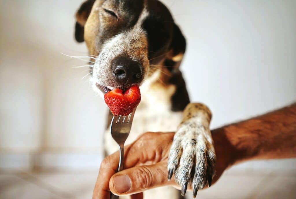 A dog is eating a strawberry from a fork.