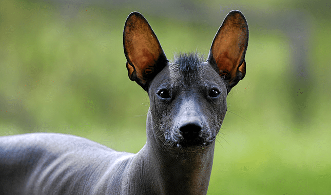 Xolo puppy price hotsell