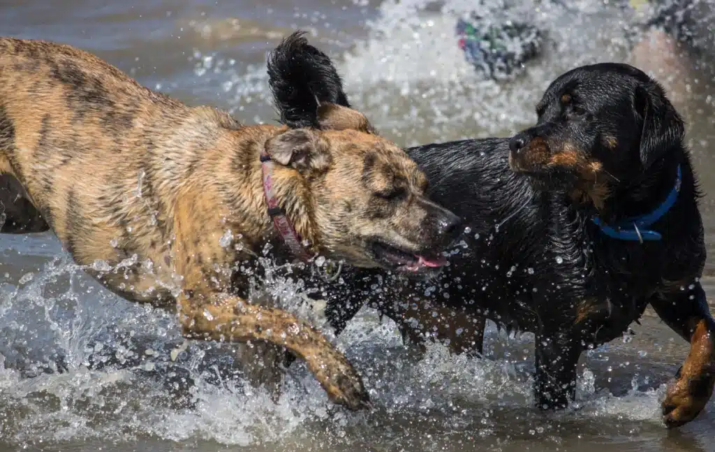 Pair of dogs frolicking in the water.