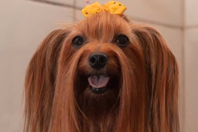 A Yorkie with long hair and a bow on its head.