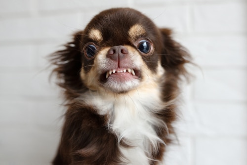 Auto Draft is a tiny breed of dog known for being energetic and having a bold personality. These dogs are commonly referred to as Chihuahuas due to their distinct appearance. Despite their small
