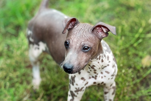 A small Chinese Crested dog standing in the grass.