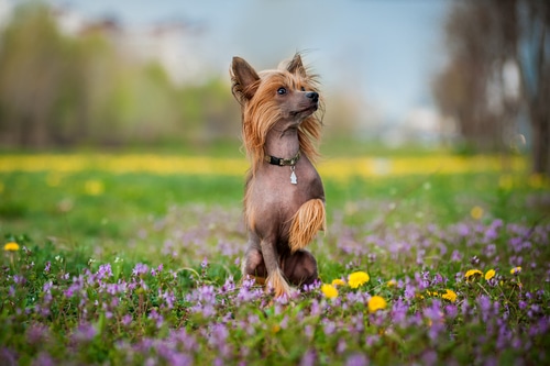 A Chinese Crested standing in a field of flowers.