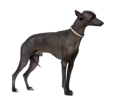 A Peruvian Inca Dog