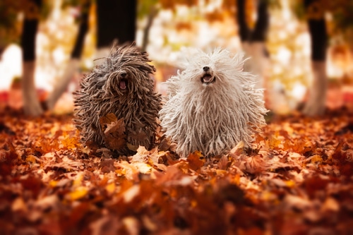 Two dogs playing in the leaves at the park, 