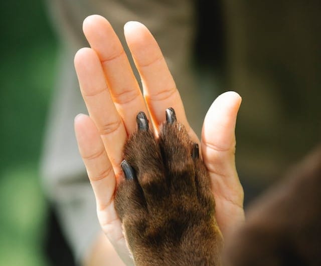 A human hand and a dog's paw held side by side at the CANZ conference, highlighting the difference in size and anatomy.