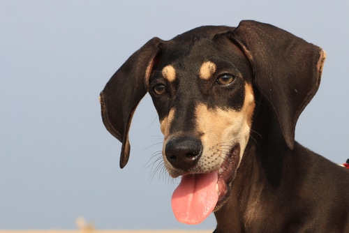 A cute Indian dog, the Kanni, with its tongue out.