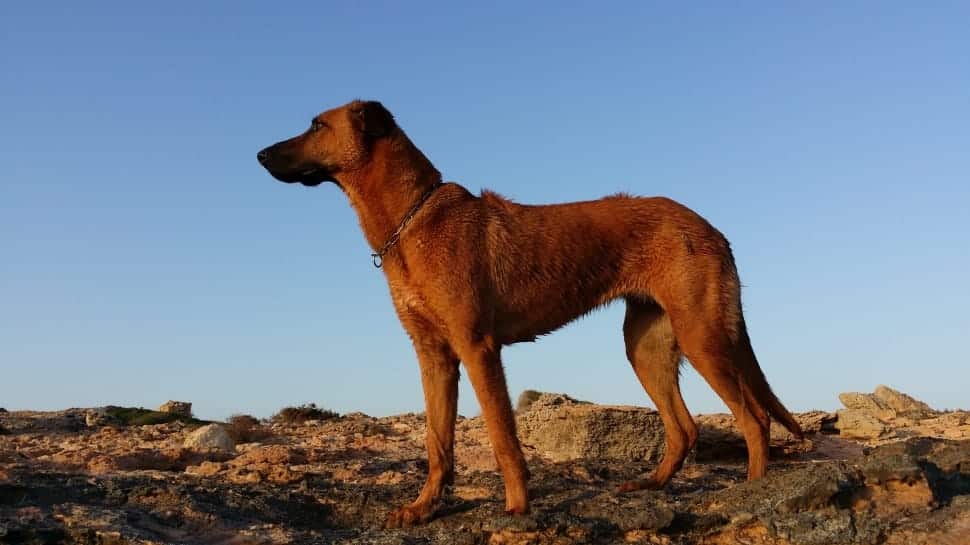 A Kombai is a brown dog breed from India, shown here standing on top of a tufty grass hill under a blue sky.