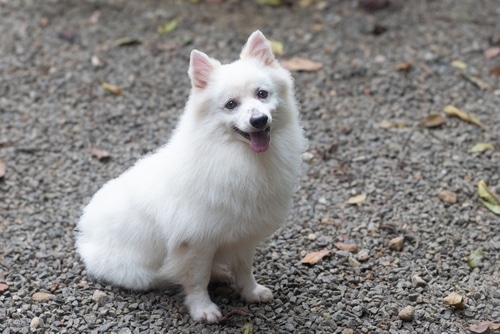 Small fluffy white Indian Spitz Dog Breed sits and looks up smiling at the camera