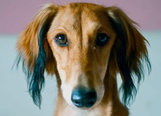 A cute Greyhound looks similar to the Indian dog breed the Mahratta Greyhound with tufty ears