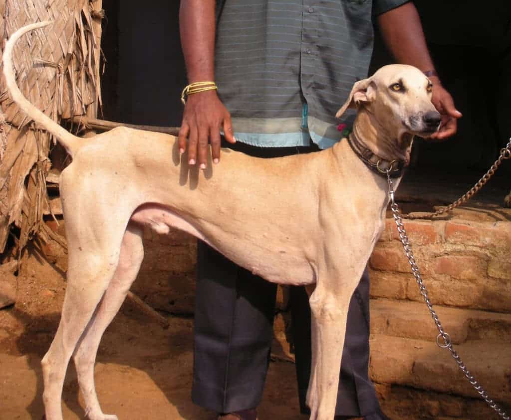 A man standing next to a Chippiparai Indian dog breed.